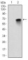 MBP Antibody