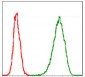 MCM2 Antibody