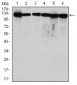 MCM2 Antibody