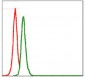 SRC Antibody