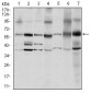 SRC Antibody