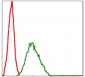 NQO1 Antibody