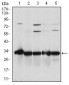 NQO1 Antibody