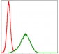 NQO1 Antibody