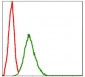 SKP1 Antibody