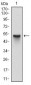 SKP1 Antibody