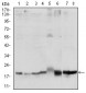 SKP1 Antibody