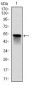 GSTM1 Antibody