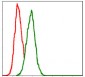 GSTM1 Antibody