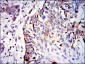 GSTM1 Antibody