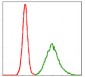 KCNQ1 Antibody