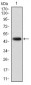 KCNQ1 Antibody