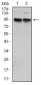 KCNQ1 Antibody