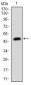 MSH6 Antibody