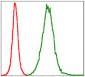 TNNI2 Antibody