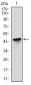 BIRC5 Antibody