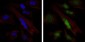 SOX9 Antibody