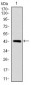 SOX9 Antibody