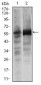 SOX9 Antibody