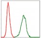 SERPINE1 Antibody