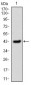 SERPINE1 Antibody