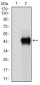 SERPINE1 Antibody