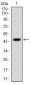 PPP1CA Antibody