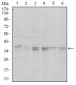 PPP1CA Antibody