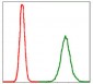 PPP2R4 Antibody