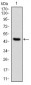 PPP2R4 Antibody