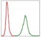 NEFL Antibody