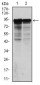 NEFL Antibody