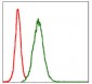 MMP3 Antibody