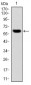 MMP3 Antibody