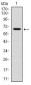 CYP1A1 Antibody