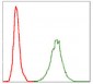 NEFL Antibody