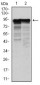 NEFL Antibody