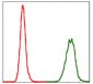 NEDD8 Antibody