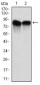 NEDD8 Antibody