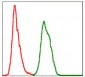 SKP1 Antibody