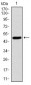 SKP1 Antibody