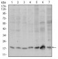 SKP1 Antibody