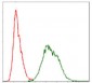 UBB Antibody