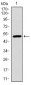 UBB Antibody