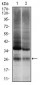 UBB Antibody