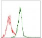 ASS1 Antibody