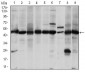 ASS1 Antibody