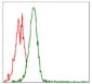 RPS6KB1 Antibody