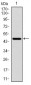 RPS6KB1 Antibody