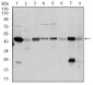 ASS1 Antibody